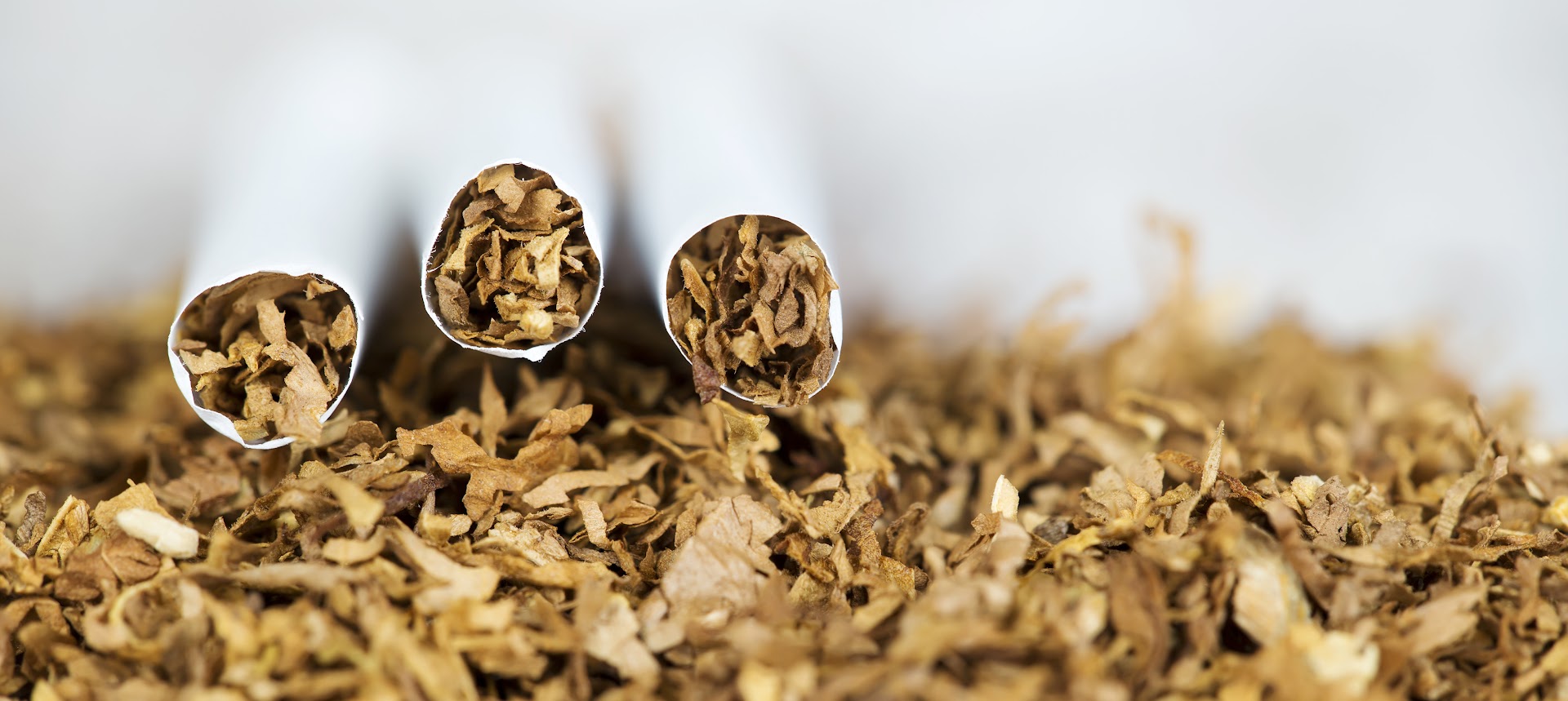 A close-up of shredded cigarette tobacco.